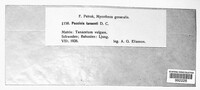 Puccinia tanaceti image